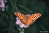 Gulf Fritillary Butterfly (Agraulis vanillae)