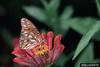 Gulf Fritillary Butterfly (Agraulis vanillae)