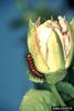 Gulf Fritillary Butterfly (Agraulis vanillae)