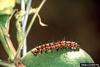 Gulf Fritillary Butterfly (Agraulis vanillae)