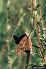 Gulf Fritillary Butterfly (Agraulis vanillae)