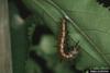 Gulf Fritillary Butterfly (Agraulis vanillae)