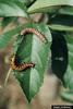 Gulf Fritillary Butterfly (Agraulis vanillae)