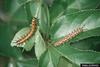 Gulf Fritillary Butterfly (Agraulis vanillae)