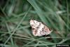 Variegated Fritillary Butterfly (Euptoieta claudia)