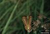 Variegated Fritillary Butterfly (Euptoieta claudia)