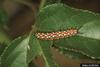 Variegated Fritillary Butterfly (Euptoieta claudia)