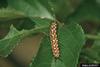 Variegated Fritillary Butterfly (Euptoieta claudia)