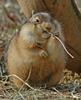 Black-tailed Prairie Dog (Cynomys ludovicianus)