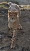 Cheetah (Acinonyx jubatus)254