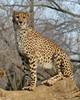 Cheetah (Acinonyx jubatus)255
