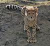 Cheetah (Acinonyx jubatus)256