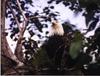 Bald Eagle on nest