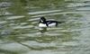 Golden Eye duck