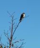 Kestrel on branch