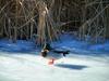 Drake on ice.