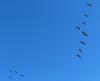 Flock of Canadian Geese