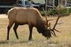 Grazing bull