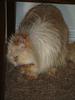 Bathed Persian