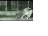 lion vs tiger