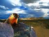 Gophers Paradise