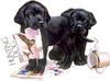 Hunting Dogs