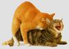 Cats mating