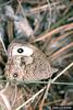 Common Wood Nymph Butterfly (Cercyonis pegala)