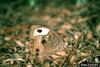 Common Wood Nymph Butterfly (Cercyonis pegala)