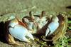 Ghost Crab (Ocypode quadrata)