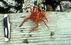 Red King Crab (Paralithodes camtschaticus)