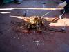 Red King Crab (Paralithodes camtschaticus)