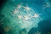 Red King Crab (Paralithodes camtschaticus)