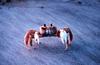 Ghost Crab (Ocypode quadrata)