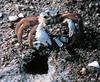 Ghost Crab (Ocypode quadrata)