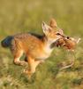Fox's dinner