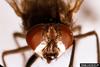 Face Fly (Musca autumnalis)