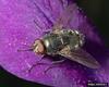 Fly (Muscidae)