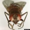 House Fly (Musca domestica)