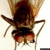 House Fly (Musca domestica)