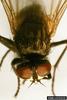 House Fly (Musca domestica)
