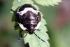 Poecilocoris lewisi (Clown Stink Bug, nymph)