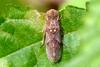 Unknown bug