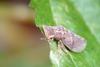 Unknown bug