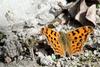 Polygonia c-aureum (Asian Comma Butterfly)