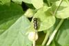 Unknown small hoverfly