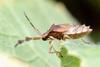 Nymph of an unknown stinkbug