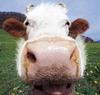 Cow face
