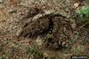 Eastern Hognose Snake (Heterodon platirhinos)