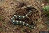 Eastern Hognose Snake (Heterodon platirhinos)